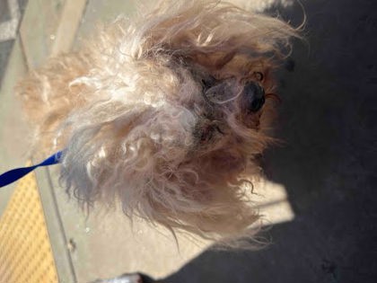 Shelter Stray Male Dog last seen Near Giles Road, Lithonia, GA, 30058, 30058, GA, 3280 Chamblee Dunwoody Rd, Chamblee, GA 30341, USA