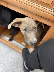 Shelter Stray Male Dog last seen Near n broadway st, Knox County GP, TN, 3201 Division St, Knoxville, TN 37919, USA
