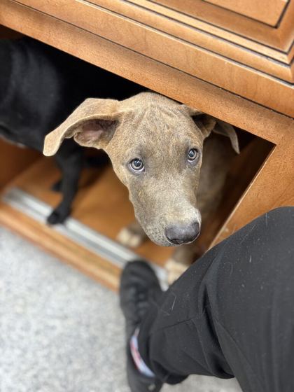 Shelter Stray Male Dog last seen Near n broadway st, Knox County GP, TN, 3201 Division St, Knoxville, TN 37919, USA