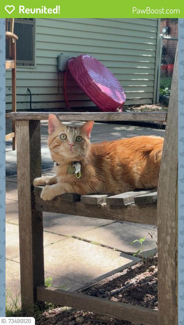 Reunited Male Cat last seen Near n Thompson drive, Madison, WI 53714