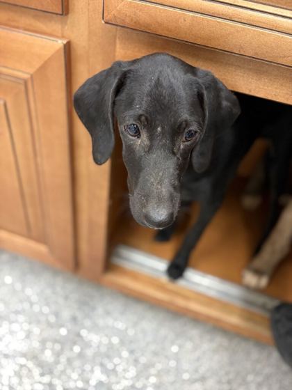 Shelter Stray Male Dog last seen Near n broadway st, Knox County GP, TN, 3201 Division St, Knoxville, TN 37919, USA