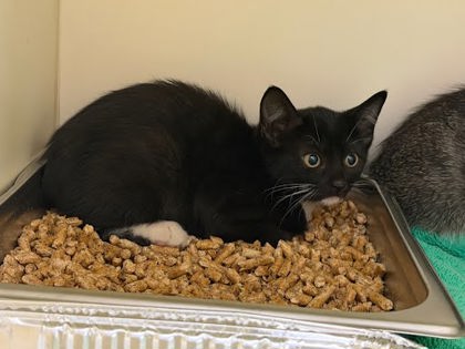 Shelter Stray Unknown Cat last seen Near Sandy Lake Dr Lithonia, GA 30038, 30038, GA, 3280 Chamblee Dunwoody Rd, Chamblee, GA 30341, USA