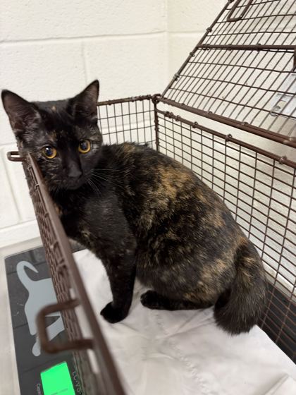 Shelter Stray Female Cat last seen Near cansler ave, City of Knoxville GP, TN, 3201 Division St, Knoxville, TN 37919, USA