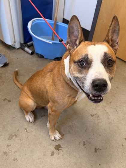 Shelter Stray Male Dog last seen Near W 44, 2nd District, OH, 9203 Detroit Ave, Cleveland, OH 44102, USA
