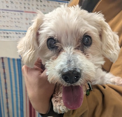 Shelter Stray Male Dog last seen , , NM, 1209 NM-314, Los Lunas, NM 87031, USA