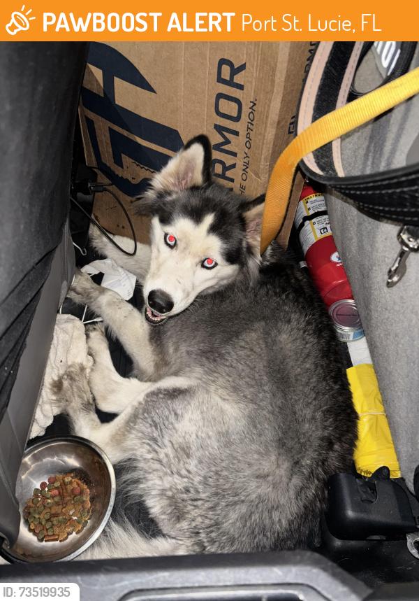 Found/Stray Unknown Dog last seen Port St Lucie, Port St. Lucie, FL 34986