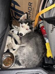 Found/Stray Unknown Dog last seen Port St Lucie, Port St. Lucie, FL 34986