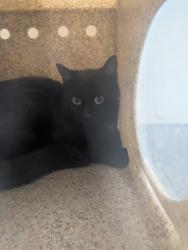 Shelter Stray Unknown Cat last seen Near Forgotten Promise, Peralta,, 1209 NM-314, Los Lunas, NM 87031, USA