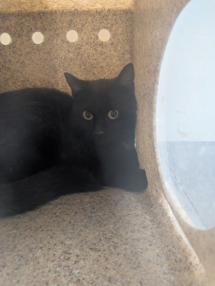 Shelter Stray Unknown Cat last seen Near Forgotten Promise, Peralta,, 1209 NM-314, Los Lunas, NM 87031, USA