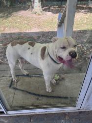 Reunited Male Dog last seen F Alex Nason Park, Willoughby, OH 44094