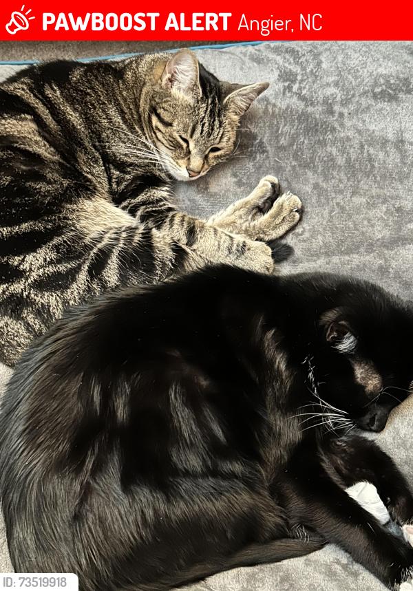 Lost Female Cat last seen s off N Hickory St Angier, Angier, NC 27501
