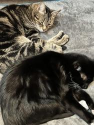 Lost Female Cat last seen s off N Hickory St Angier, Angier, NC 27501