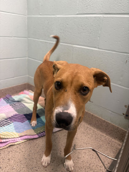 Shelter Stray Male Dog last seen 116th ST and Olio Rd, HC Strays by Out of County Residents, IN, 10501 Hague Rd, Fishers, IN 46038, USA