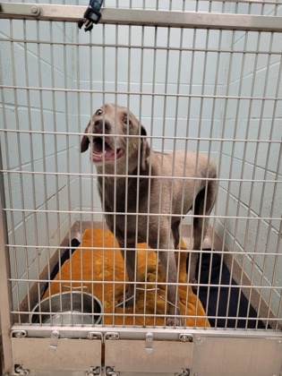 Shelter Stray Male Dog last seen 116th ST and Olio Rd, HC Strays by Out of County Residents, IN, 10501 Hague Rd, Fishers, IN 46038, USA
