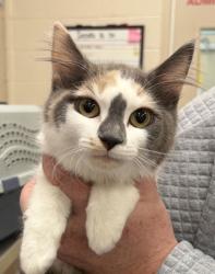 Shelter Stray Female Cat last seen Atlantic Rd and N 113th St, Hamilton County, IN, 10501 Hague Rd, Fishers, IN 46038, USA