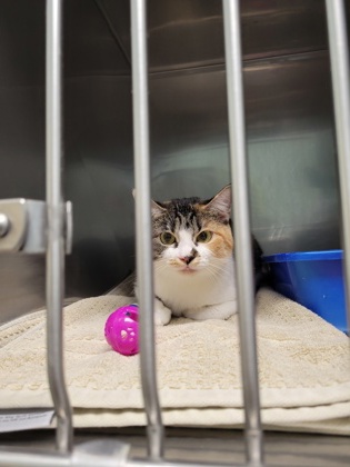 Shelter Stray Female Cat last seen South St and Setser St, Noblesville City, IN, 10501 Hague Rd, Fishers, IN 46038, USA