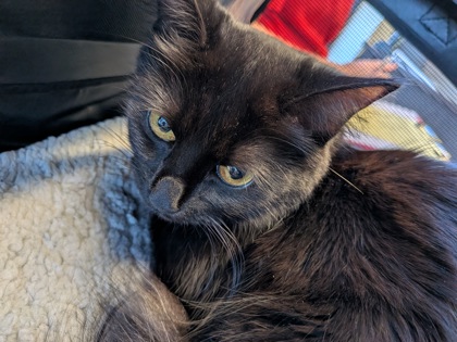 Shelter Stray Female Cat last seen Near Ponce De Leon Pl NE, Atlanta, GA, 1251 Fulton Industrial Blvd NW, Atlanta, GA 30336, USA