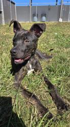 Shelter Stray Male Dog last seen St. John, New Bern City Limits, NC, 1639 Old Airport Rd, New Bern, NC 28562, USA