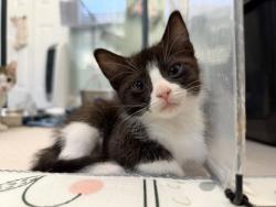 Shelter Stray Male Cat last seen Near Benfield Ave, New Bern City Limits, NC, 1639 Old Airport Rd, New Bern, NC 28562, USA