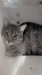 Shelter Stray Male Cat last seen Near Crump Farm Rd/his storage yard, New Bern, NC, 1639 Old Airport Rd, New Bern, NC 28562, USA