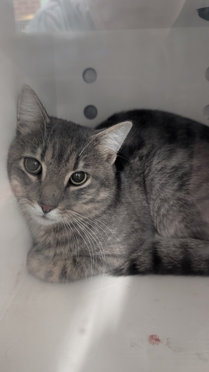 Shelter Stray Male Cat last seen Near Crump Farm Rd/his storage yard, New Bern, NC, 1639 Old Airport Rd, New Bern, NC 28562, USA