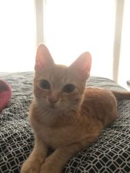 Reunited Male Cat last seen Meis Ave and Hamilton Ave, North College Hill, OH 45224