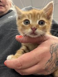 Shelter Stray Male Cat last seen main st, Pamlico County, NC, 1639 Old Airport Rd, New Bern, NC 28562, USA