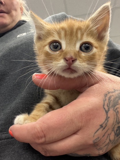 Shelter Stray Male Cat last seen main st, Pamlico County, NC, 1639 Old Airport Rd, New Bern, NC 28562, USA