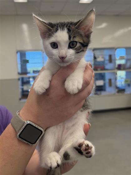 Shelter Stray Male Cat last seen CR 221, Williamson County, TX, 1855 SE Inner Loop, Georgetown, TX 78626, USA