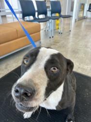 Shelter Stray Female Dog last seen , , TX, 355 Hillshire Dr, Haslet, TX 76052, USA
