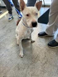 Shelter Stray Male Dog last seen , , TX, 355 Hillshire Dr, Haslet, TX 76052, USA