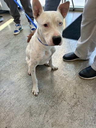 Shelter Stray Male Dog last seen , , TX, 355 Hillshire Dr, Haslet, TX 76052, USA