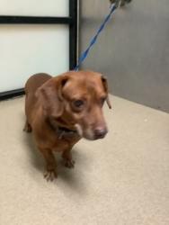 Shelter Stray Male Dog last seen Near Crimea Ln, South District, TX, 355 Hillshire Dr, Haslet, TX 76052, USA