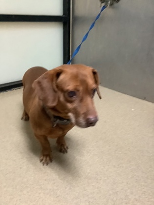 Shelter Stray Male Dog last seen Near Crimea Ln, South District, TX, 355 Hillshire Dr, Haslet, TX 76052, USA