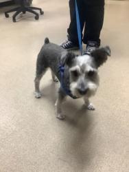 Shelter Stray Male Dog last seen Near MONTERREY DR, East District, TX, 355 Hillshire Dr, Haslet, TX 76052, USA