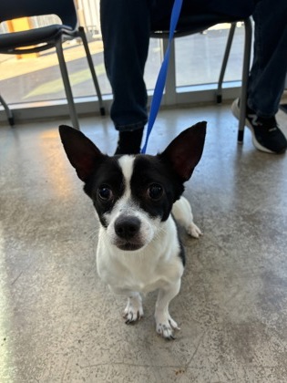 Shelter Stray Male Dog last seen Near Timberland Blvd, North District, TX, 355 Hillshire Dr, Haslet, TX 76052, USA