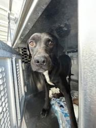 Shelter Stray Female Dog last seen Near RENNER AVE, Central District, TX, 355 Hillshire Dr, Haslet, TX 76052, USA
