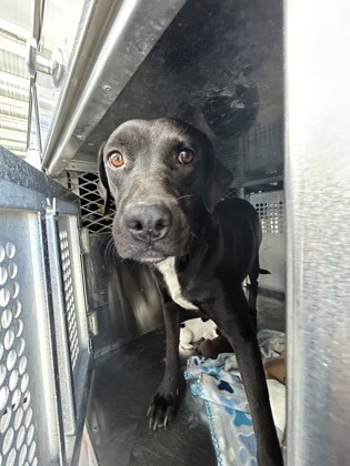 Shelter Stray Female Dog last seen Near RENNER AVE, Central District, TX, 355 Hillshire Dr, Haslet, TX 76052, USA