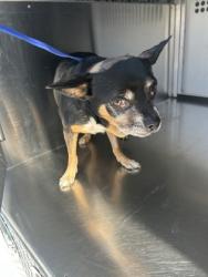 Shelter Stray Male Dog last seen Near Norman St, North District, TX, 355 Hillshire Dr, Haslet, TX 76052, USA