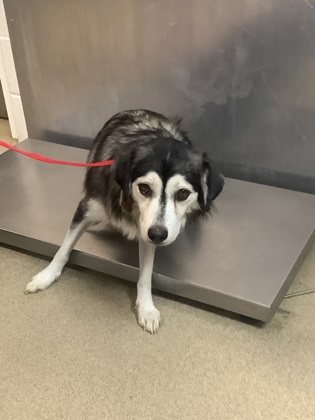 Shelter Stray Female Dog last seen Near E BERRY ST, East District, TX, 355 Hillshire Dr, Haslet, TX 76052, USA
