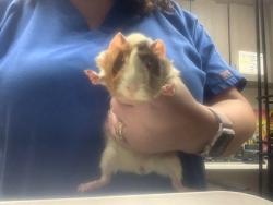 Shelter Stray Unknown Guinea pig last seen , , TX, 355 Hillshire Dr, Haslet, TX 76052, USA