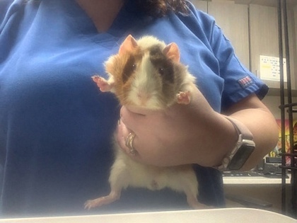 Shelter Stray Unknown Guinea pig last seen , , TX, 355 Hillshire Dr, Haslet, TX 76052, USA