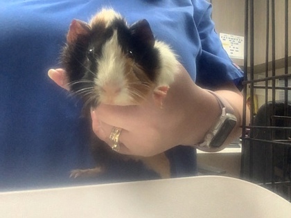 Shelter Stray Unknown Guinea pig last seen , , TX, 355 Hillshire Dr, Haslet, TX 76052, USA