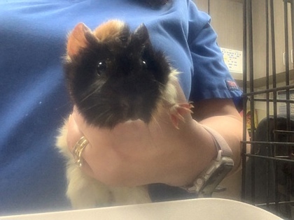 Shelter Stray Unknown Guinea pig last seen , , TX, 355 Hillshire Dr, Haslet, TX 76052, USA