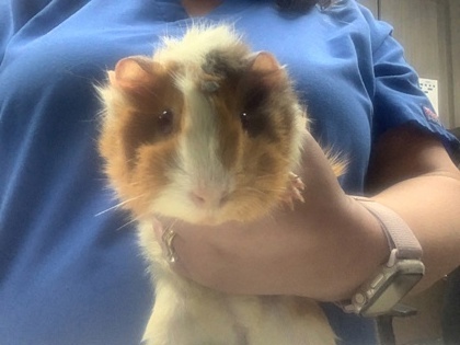 Shelter Stray Unknown Guinea pig last seen , , TX, 355 Hillshire Dr, Haslet, TX 76052, USA