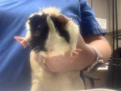 Shelter Stray Unknown Guinea pig last seen , , TX, 355 Hillshire Dr, Haslet, TX 76052, USA