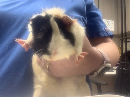 Shelter Stray Unknown Guinea pig last seen , , TX, 355 Hillshire Dr, Haslet, TX 76052, USA
