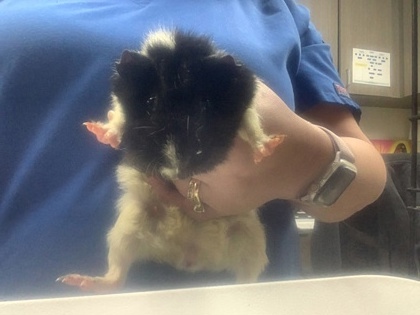 Shelter Stray Unknown Guinea pig last seen , , TX, 355 Hillshire Dr, Haslet, TX 76052, USA