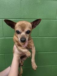 Shelter Stray Male Dog last seen Near Dalton Dr, 29670, Pendleton City, SC, 1320 US-29, Anderson, SC 29626, USA