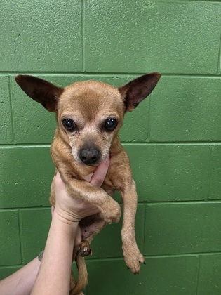Shelter Stray Male Dog last seen Near Dalton Dr, 29670, Pendleton City, SC, 1320 US-29, Anderson, SC 29626, USA